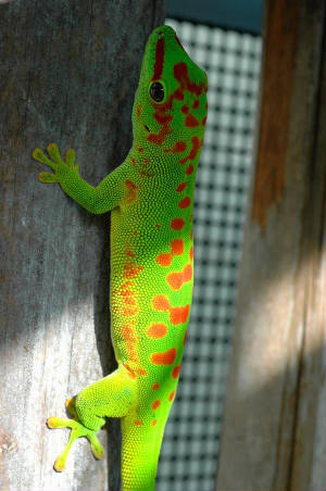 Day Gecko, Phelsuma grandis- SUPER