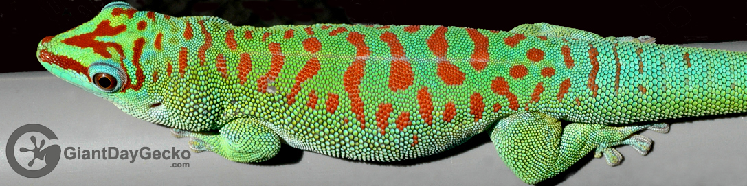 Giant Day Gecko