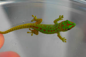Giant Day Gecko, Phelsuma grandis- Partial Stripe Hatchling