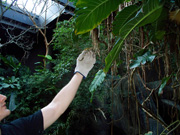 Rainforest exhibit