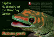 Reptilia Article- Day Gecko, Phelsuma grandis