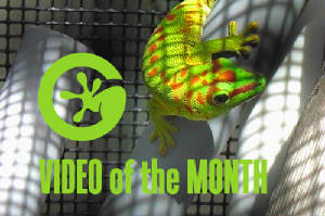 Video of the Month- Day Geckos