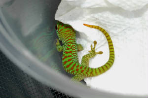 Crimson Hatchling Day Gecko