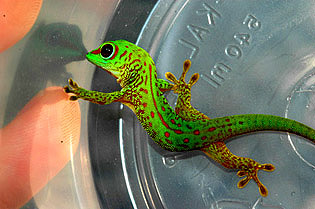 Partial stripe giant day gecko