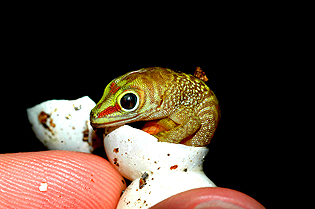 Hatchling mustard giant day gecko