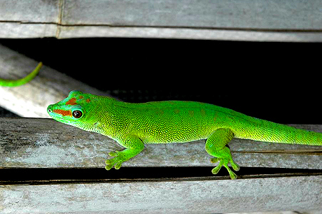 Patternless Giant Day Gecko, Phelsuma grandis