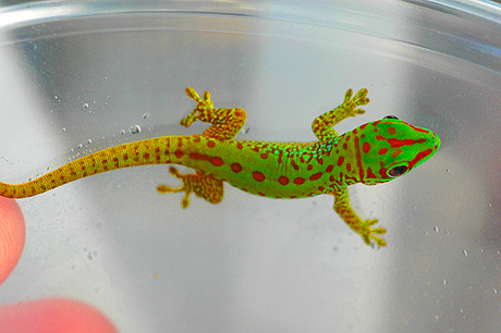 Partial Stripe Giant Day Gecko, Phelsuma grandis