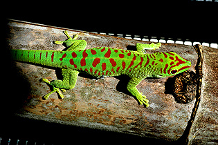 Blotched crimson giant day gecko