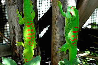 High end and mid range giant day geckos