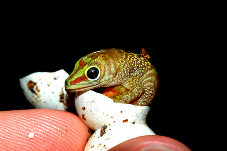 Mustard Hatchling Giant Day Gecko, Phelsuma grandis