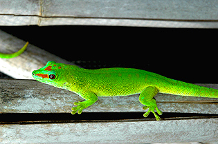 Patternless giant day gecko, Phelsuma grandis