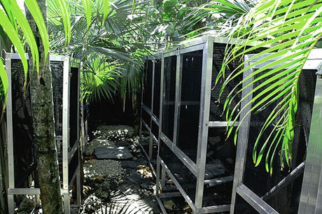 Custom outdoor enclosures at GiantDayGecko.com