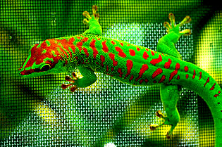 Cherry head giant day gecko, Phelsuma grandis