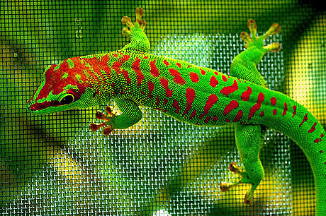 Cherry Head Giant Day Gecko, Phelsuma grandis
