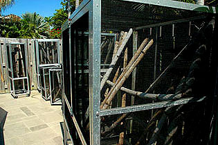 Giant Day Gecko enclosures