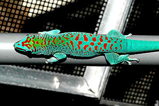 Super blue giant day gecko, Phelsuma grandis