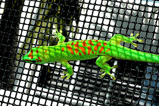 High red giant day gecko, Phelsuma grandis