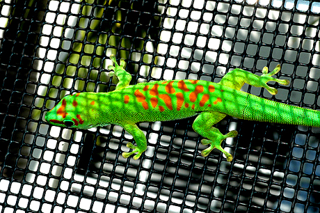 High Red Giant Day Gecko, Phelsuma grandis