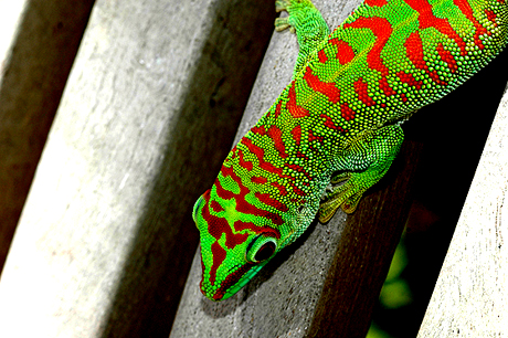 Super Crimson Giant Day Gecko, Phelsuma grandis