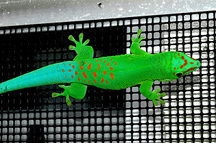 Blue blood giant day gecko