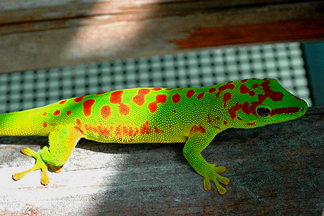 Super Red Giant Day Gecko, Phelsuma grandis