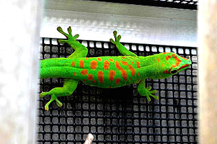 Blotched high end giant day gecko