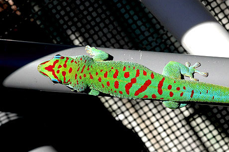 Blue Blood x Crimson Giant Day Gecko, Phelsuma grandis