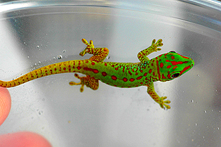 Partial stripe giant day gecko