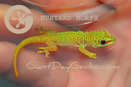 http://www.giantdaygecko.com/picoftheweekmustard.html