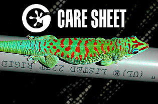 CARE SHEET Day Geckos