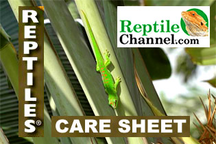 REPTILE CHANNEL Care Sheet