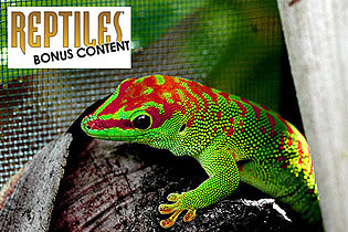 REPTILES MAGAZINE Bonus Content