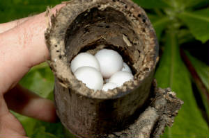 g3/Bambooeggscopy.jpg