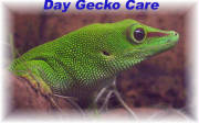 links/Phelsuma_m_grandis_004.jpg