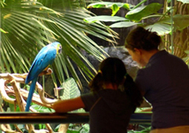 links/Discoveryplacerainforest.jpg