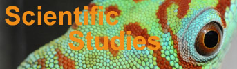 Scientific Studies- Phelsuma grandis