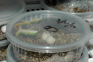 newsfacts/Hatchlingsfacilityinfo.JPG