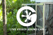 Gecko Cam