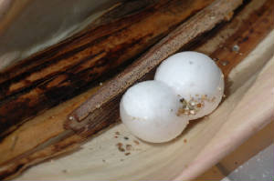 newsfacts/submergedegg.JPG