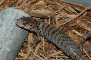pinktongue/Pinktongue3.jpg